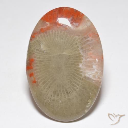31.32ct Naturale Multicolore Corallo, Ovale, Traslucido