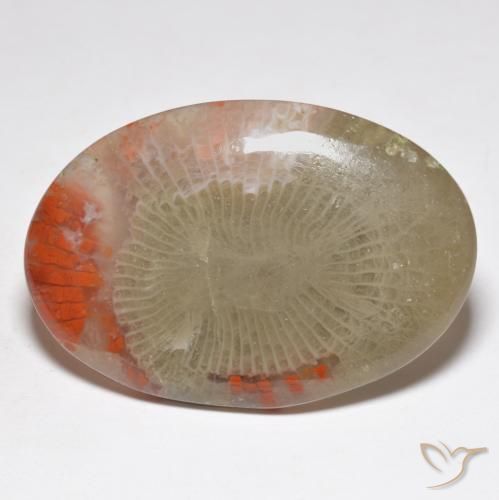 Corallo Multicolore naturale da 31.32 ct, Ovale, Traslucido