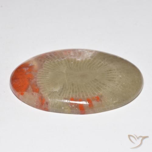Corallo Multicolore naturale da 31.32 ct, Ovale, Traslucido