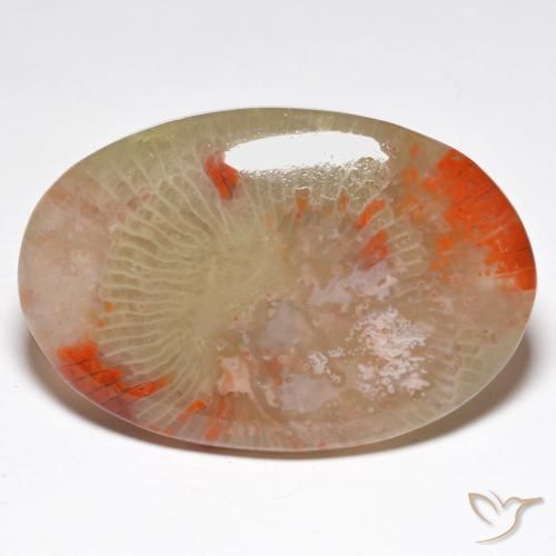 Corallo Multicolore naturale da 27.91 ct, Ovale, Traslucido