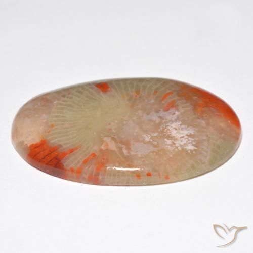 Corallo Multicolore naturale da 27.91 ct, Ovale, Traslucido