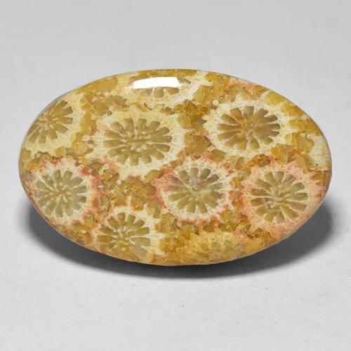Corallo naturale multicolore da 15,10 ct, taglio ovale, opaco