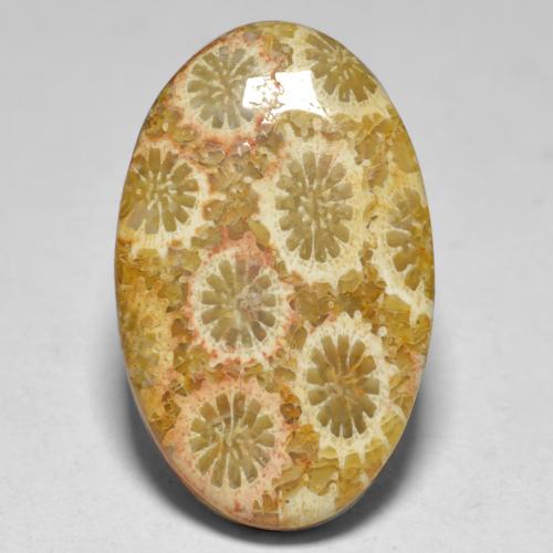 Corallo naturale multicolore da 15,10 ct, taglio ovale, opaco
