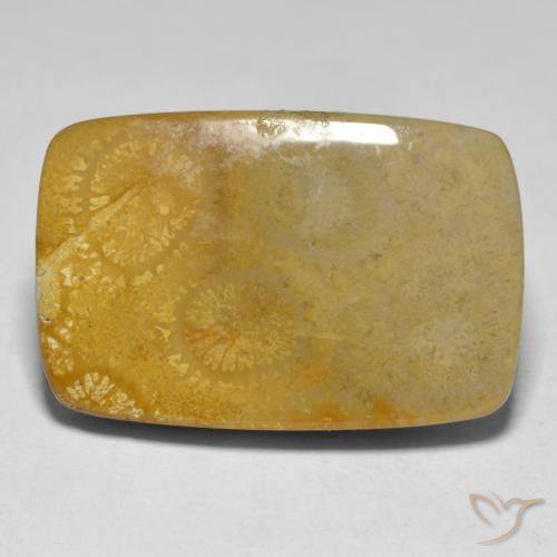 Corallo Multicolore naturale da 17.79 ct, Cuscino, Opaco