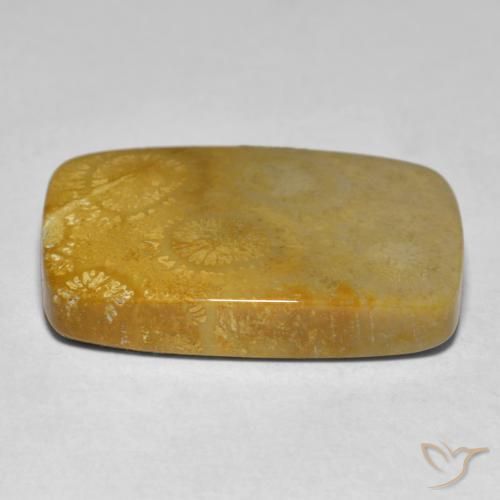 Corallo Multicolore naturale da 17.79 ct, Cuscino, Opaco