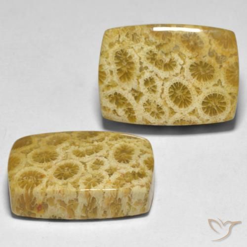 Gemme di Corallo Multicolore naturale da 30.59 ct, Cuscino, Opaco