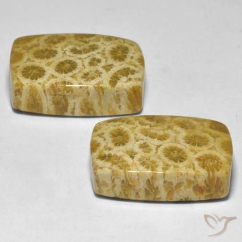Gemme di Corallo Multicolore naturale da 30.59 ct, Cuscino, Opaco