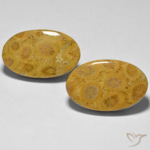27.44ctw Naturale Multicolore Corallo, Ovale, Opaco