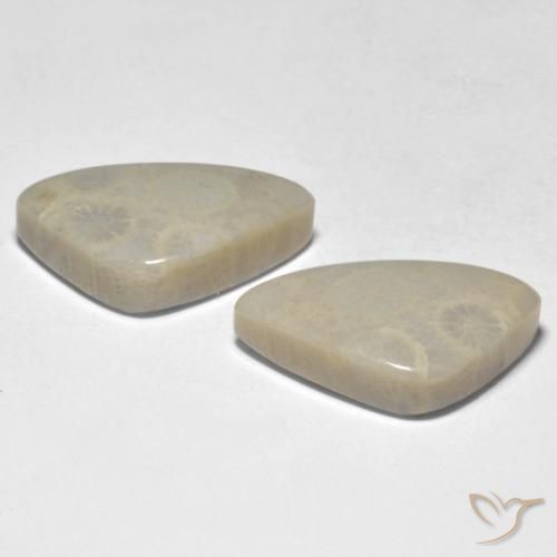 Gemme di Corallo Multicolore naturale da 19.10 ct, Taglio a fantasia, Opaco