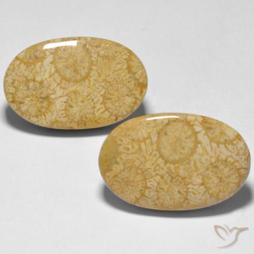 24.74ctw Naturale Multicolore Corallo, Ovale, Opaco