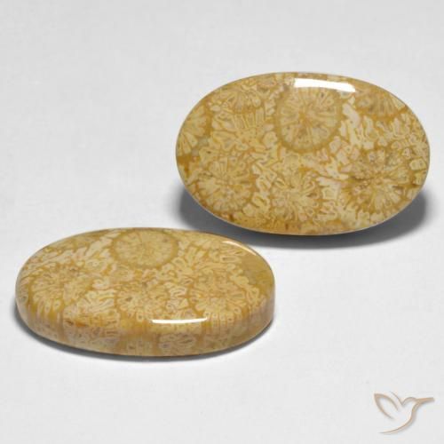 Gemme di Corallo Multicolore naturale da 24.74 ct, Ovale, Opaco
