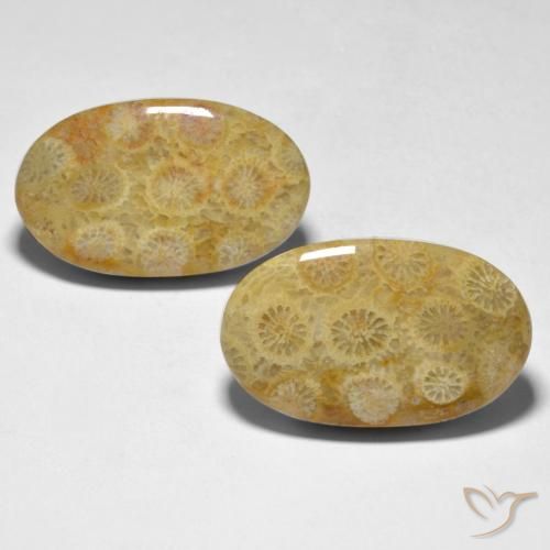 28.98ctw Naturale Multicolore Corallo, Ovale, Opaco