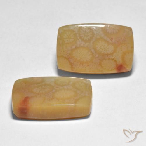 Gemme di Corallo Multicolore naturale da 23.35 ct, Cuscino, Traslucido