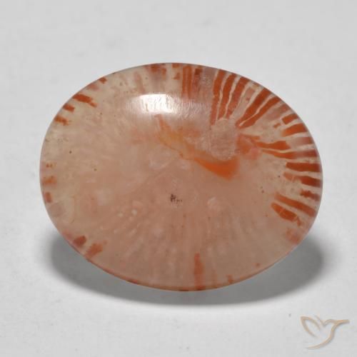Corallo Multicolore naturale da 9.94 ct, Ovale, Traslucido