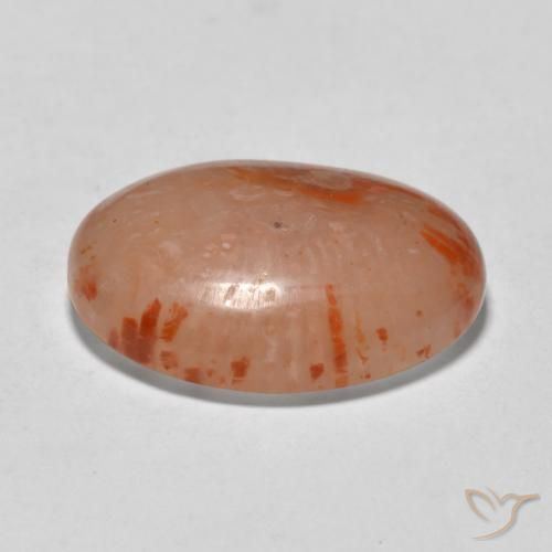 Corallo Multicolore naturale da 9.94 ct, Ovale, Traslucido