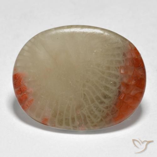 Corallo Multicolore naturale da 5.98 ct, Ovale, Traslucido