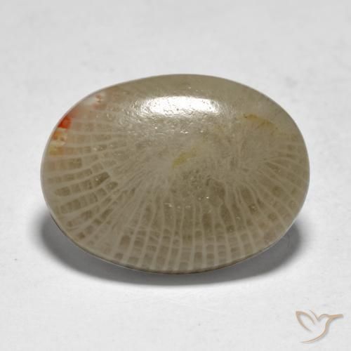 Corallo Multicolore naturale da 7.50 ct, Ovale, Traslucido