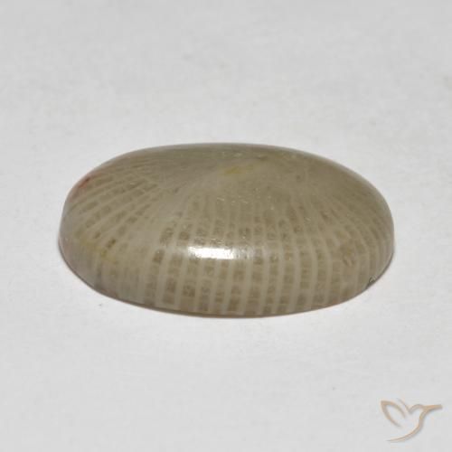 Corallo Multicolore naturale da 7.50 ct, Ovale, Traslucido