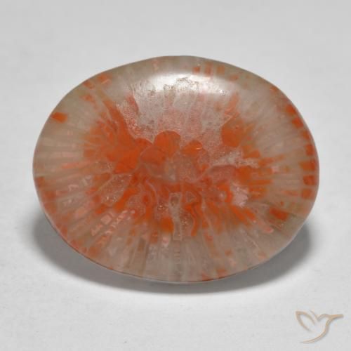 Corallo Multicolore naturale da 11.21 ct, Ovale, Traslucido