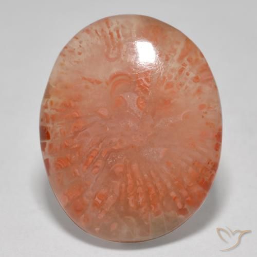 12.52ct Naturale Multicolore Corallo, Ovale, Traslucido