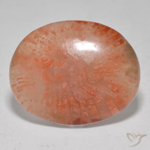 Corallo Multicolore naturale da 12.52 ct, Ovale, Traslucido