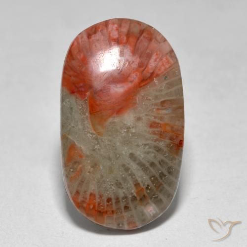Corallo Multicolore naturale da 7.97 ct, Ovale, Traslucido
