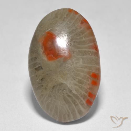 Corallo Multicolore naturale da 9.31 ct, Ovale, Traslucido