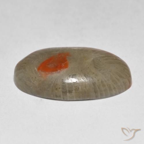 Corallo Multicolore naturale da 9.31 ct, Ovale, Traslucido