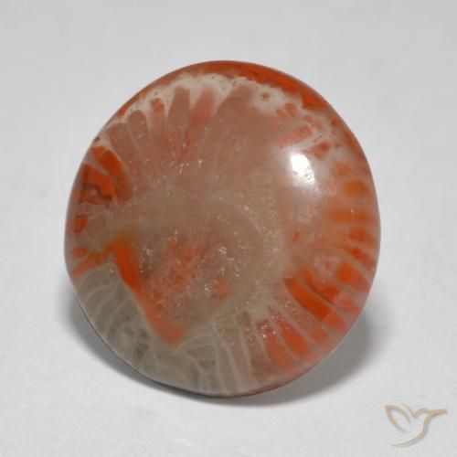 Corallo Multicolore naturale da 5.76 ct, Rotondo, Traslucido