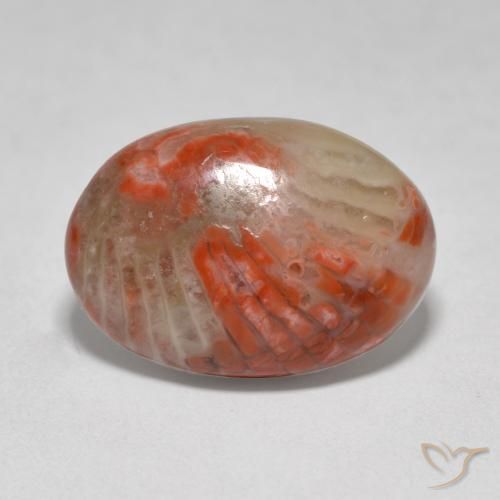 Corallo Multicolore naturale da 6.07 ct, Ovale, Traslucido
