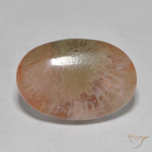 7.25ct Naturale Multicolore Corallo, Ovale, Traslucido