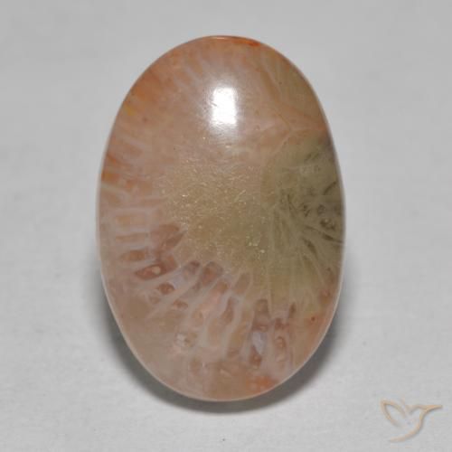 Corallo Multicolore naturale da 7.25 ct, Ovale, Traslucido