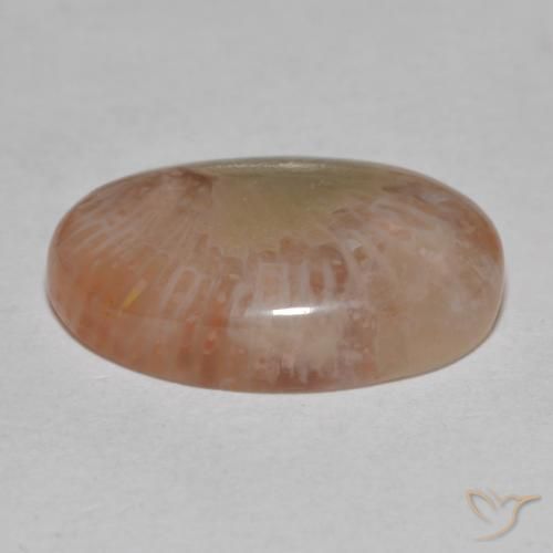 Corallo Multicolore naturale da 7.25 ct, Ovale, Traslucido
