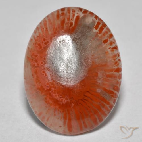 Corallo naturale multicolore da 8,54 ct, taglio ovale, traslucido