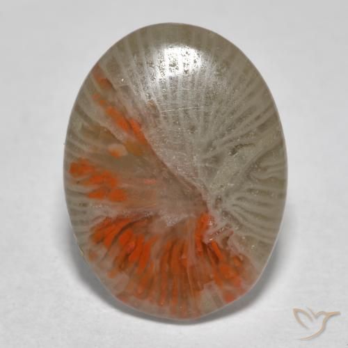 Corallo Multicolore naturale da 4.11 ct, Ovale, Traslucido