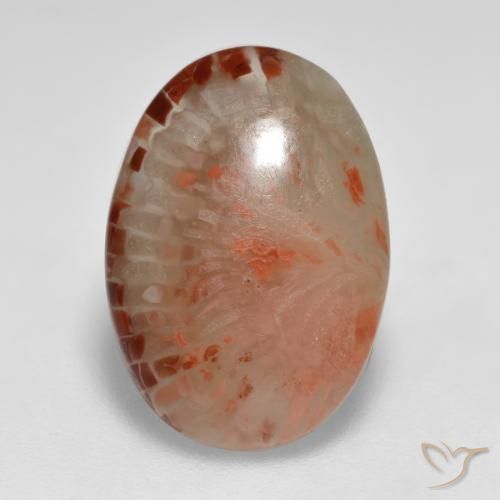 Corallo Multicolore naturale da 6.24 ct, Ovale, Traslucido