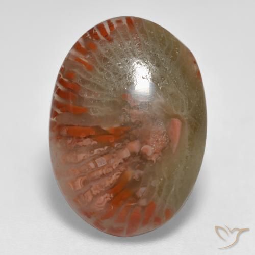 8.55ct Naturale Multicolore Corallo, Ovale, Traslucido