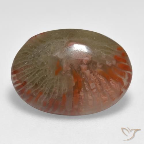 Corallo Multicolore naturale da 8.55 ct, Ovale, Traslucido