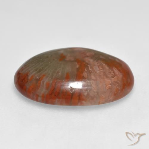 Corallo Multicolore naturale da 8.55 ct, Ovale, Traslucido