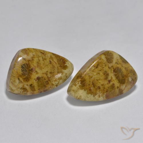Gemme di Corallo Multicolore naturale da 16.29 ct, Taglio a fantasia, Opaco