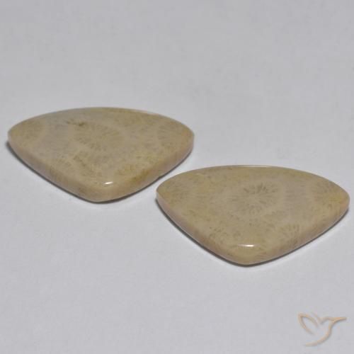 Gemme di Corallo Multicolore naturale da 17.33 ct, Taglio a fantasia, Opaco