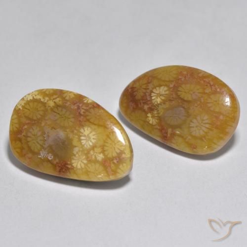 Gemme di Corallo Multicolore naturale da 16.46 ct, Taglio a fantasia, Opaco