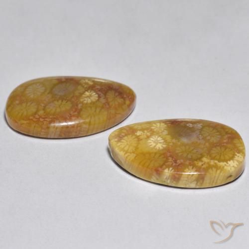 Gemme di Corallo Multicolore naturale da 16.46 ct, Taglio a fantasia, Opaco