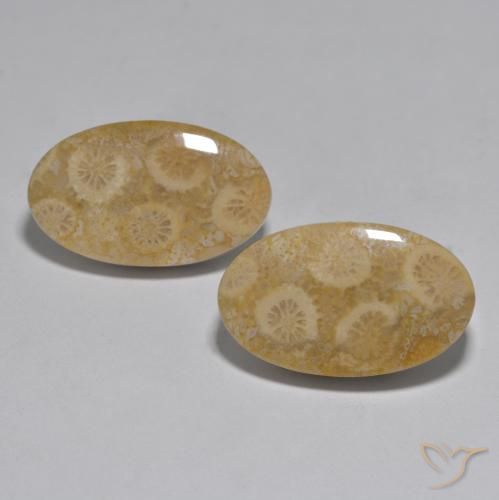 27.96ctw Naturale Multicolore Corallo, Ovale, Opaco