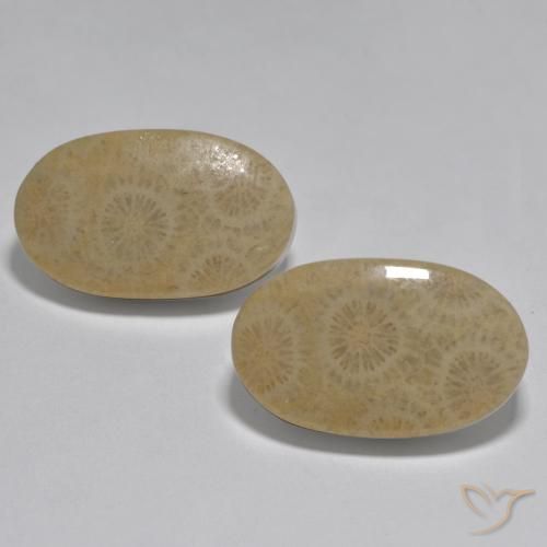 26.78ctw Naturale Multicolore Corallo, Ovale, Opaco