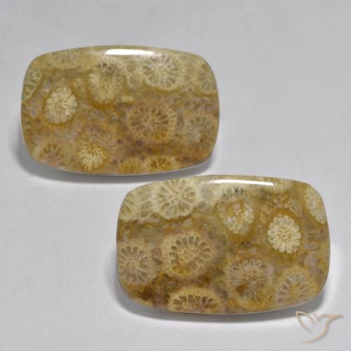 24.97ctw Naturale Multicolore Corallo, Cuscino, Opaco, Photo A