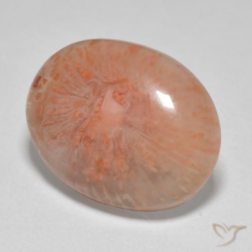 Corallo Multicolore naturale da 7.86 ct, Ovale, Traslucido