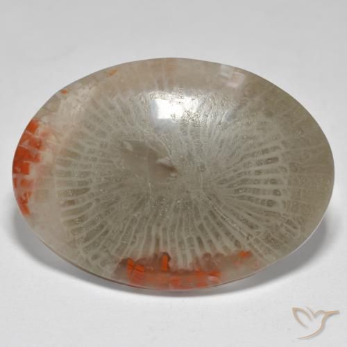 17.43ct Naturale Multicolore Corallo, Ovale, Opaco