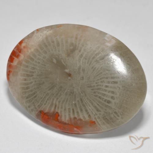 Corallo Multicolore naturale da 17.43 ct, Ovale, Opaco