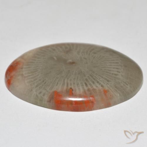 Corallo Multicolore naturale da 17.43 ct, Ovale, Opaco